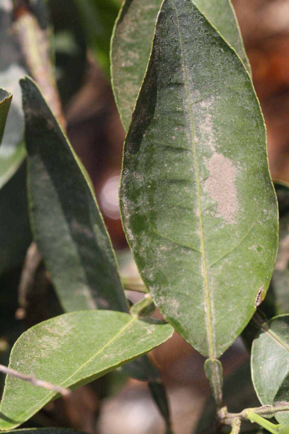              Unifoliolate leaf (Riverside, CA)       